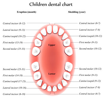 Tooth Eruption Chart - Pediatric Dentist in Jackson, New Jersey